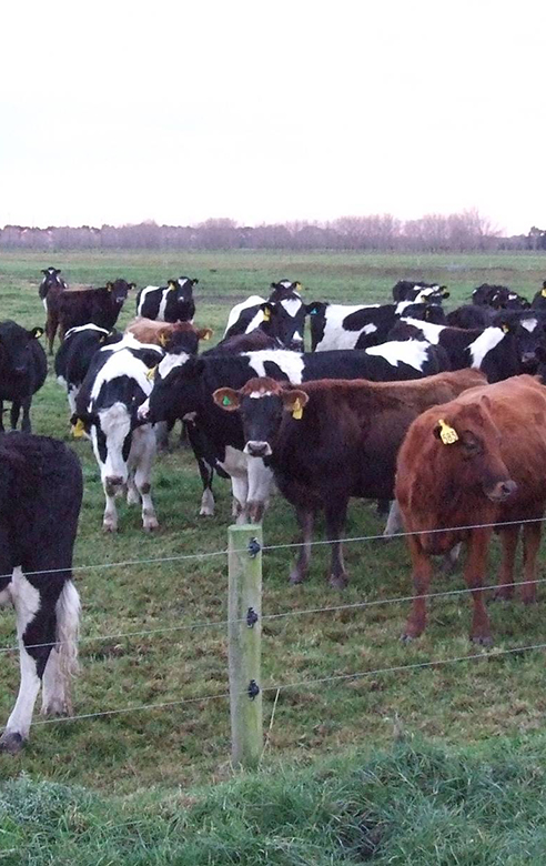 cows.jpg