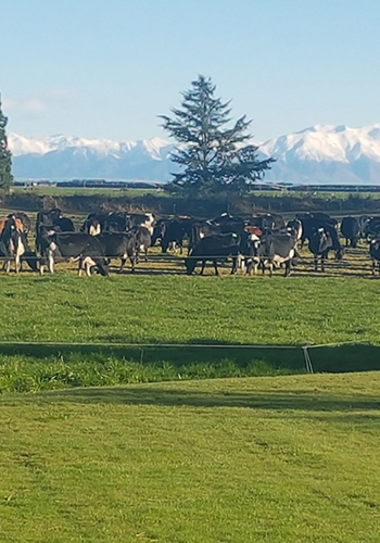 cows2.jpg