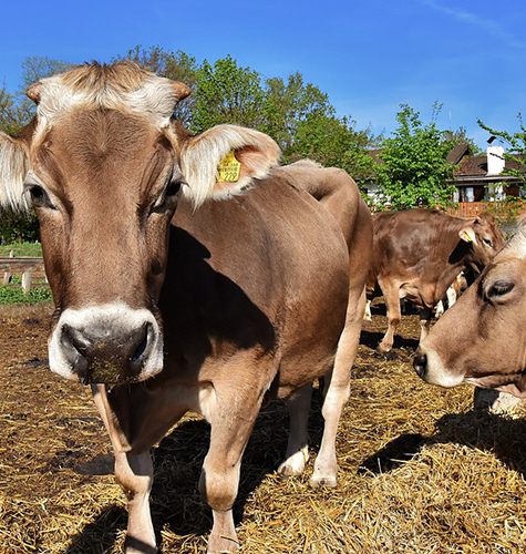 cows3.jpg