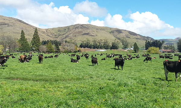 cows4.jpg